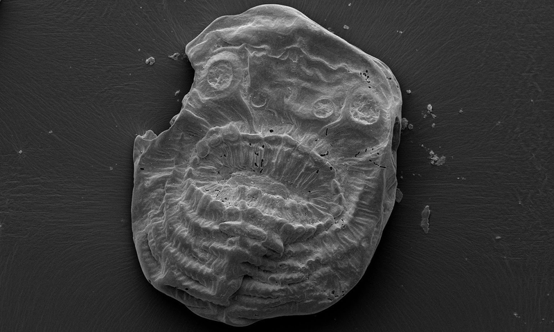 Image: Jian Han